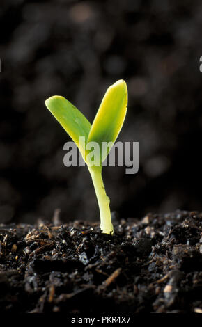 SEEDLING OF THE WATERMELON (CITRULLUS LANATUS) 'MOON AND STARS'. A trailing vine in the flowering plant family Cucurbitaceae Stock Photo