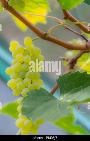 Grape in the greenhouse Stock Photo