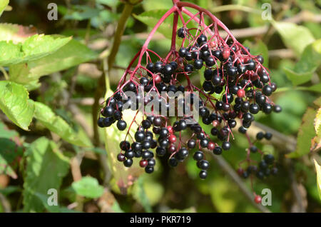 Cluster with elderberry in sunlight on green background. Stock Photo