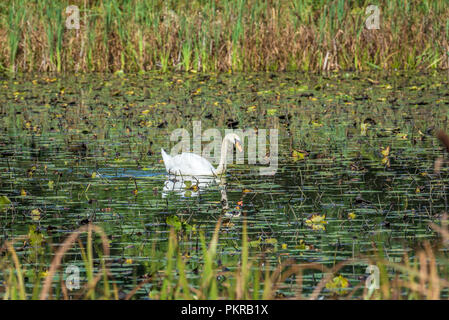 Swan on a pond Stock Photo - Alamy