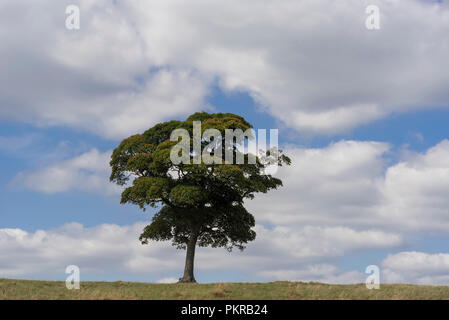 Lone solitary tree on skyline. Blue sky white clouds. Stock Photo