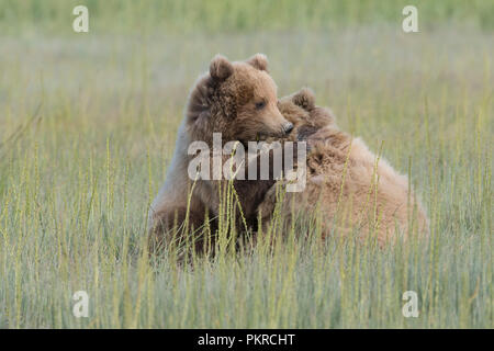 Alaskan coastal brown bear, Lake Clark National Park Stock Photo