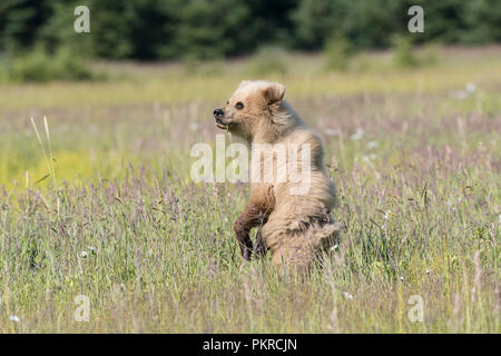 Alaskan coastal brown bear, Lake Clark National Park