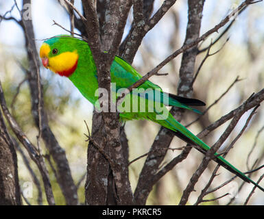 Stunning vivid green, red and yellow male superb / scarlet -breasted parrot Polytelis swainsonii, a vulnerable species in the wild in NSW Australia Stock Photo