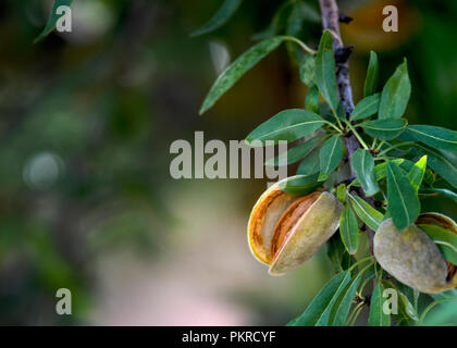 ripe almonds ready for harvest, in the late evening sun, blurred background to ad text overlay, focus on subject, shot for copy space Stock Photo