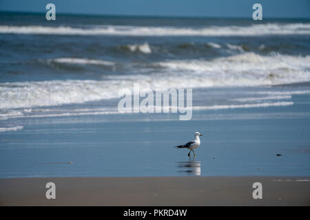 a Seagull walks the beach in the Carova 4x4 section of beach in the Outer Banks, North Carolina, USA Stock Photo