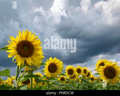 Sunflowers farm in New York State, USA Stock Photo