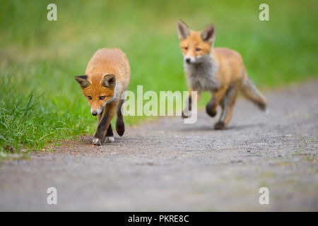 Red Fox, vulpes vulpes, Two Young Foxes, Germany, Europe Stock Photo