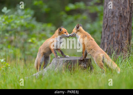 Red Fox, vulpes vulpes, Two Young Foxes Playing on tree trunk, Germany, Europe Stock Photo