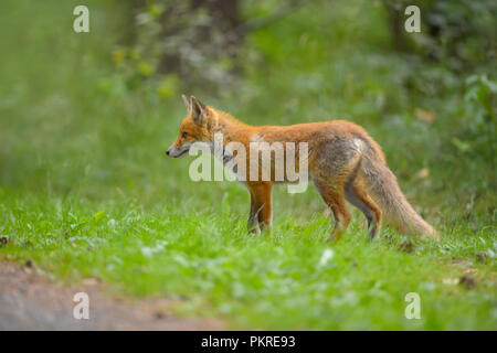 Red Fox, vulpes vulpes, Young Fox, Germany, Europe Stock Photo