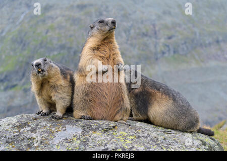 Alpine Marmot, Marmota marmota, three animals, Hohe Tauern National park, Austria Stock Photo