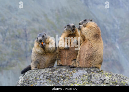 Test - Kluster – Plateau Marmots