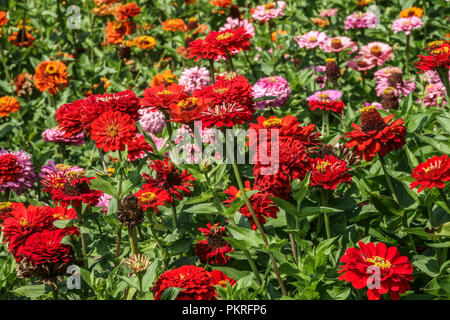 Red Zinnias, Zinnia ' Scarlet Flame ', flower bed, summer bedding plants garden Stock Photo