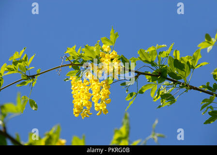 Bright yellow Laburnum flowers in sunshine against cloudless blue sky Stock Photo