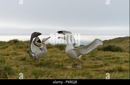 A pair of Wandering Albatrosses (Diomedia exulans) courting, displaying, breeding on Bird Island, South Georgia, usb-Antarctic Stock Photo