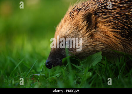 Hedgehog (Erinaceus europaeus), summer, Europe Stock Photo