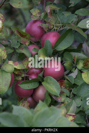 Apples on the tree in an old orchard in Hopkinton, N.H., USA, in early September. Stock Photo