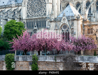 View of the cherry blossom trees in full bloom along the side of the Notre Dame Cathedral in Paris, France. Stock Photo