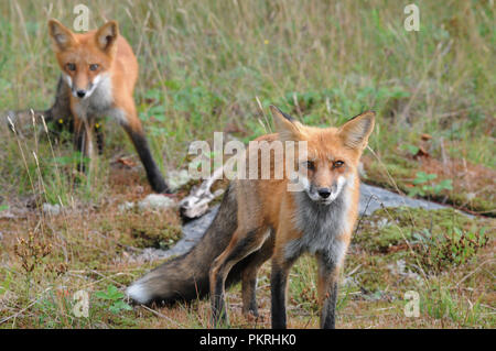 Red Fox enjoying each other company in their environment. Stock Photo