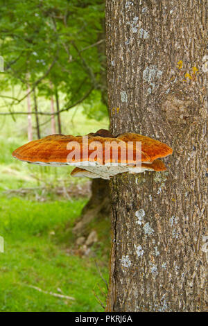 Velvet fungus, also known as Shaggy bracket, growing on Common ash, exuding liquid droplets Stock Photo