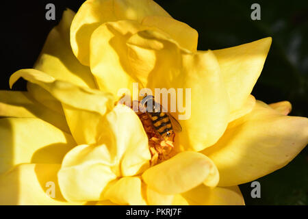 Diptera feeding on the rose nectar Stock Photo