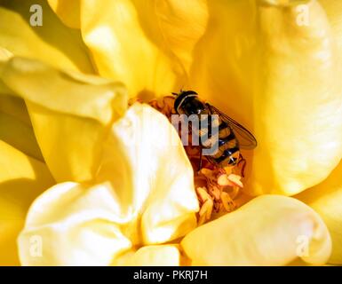 Diptera feeding on the rose nectar Stock Photo