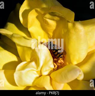 Diptera feeding on the rose nectar Stock Photo