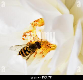 Diptera feeding on the rose nectar Stock Photo