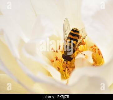 Diptera feeding on the rose nectar Stock Photo
