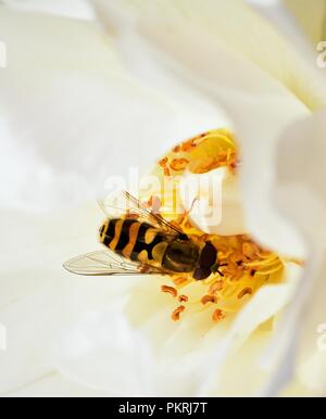 Diptera feeding on the rose nectar Stock Photo