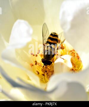 Diptera feeding on the rose nectar Stock Photo