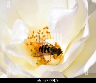 Diptera feeding on the rose nectar Stock Photo