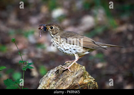 Song thrush (Turdus philomelos) sitting on the rock with worms in its mouth Stock Photo