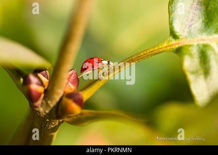 Closeup of red ladybug walking on leaves Stock Photo