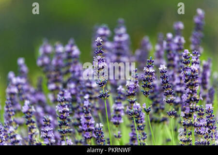 Lavender, Lavandula angustifolia, close up Stock Photo