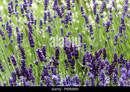 Lavender growing in garden bed Lavandula angustifolia flowers Stock Photo