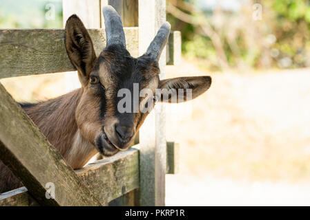 Young brown farm goat stick its head through ranch fence and chews while looking at the camera Stock Photo