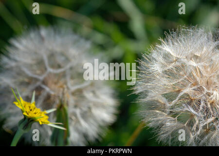 Goat's-beard (Tragopogon pratensis) flower and seedhead Stock Photo