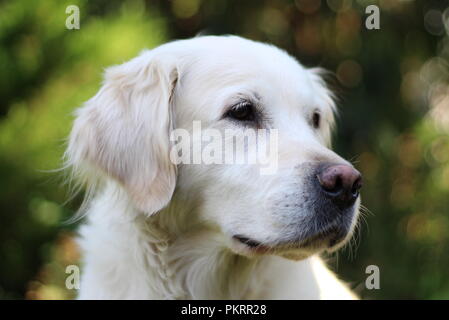 Golden Retriever Portrait with green bushes in the background. Stock Photo