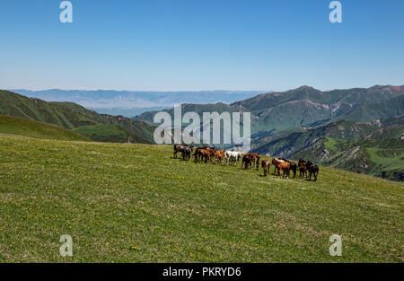 Semi-wild Kyrgyz horses graze on high altitude pastures with Uch Kashka Valley in background, Keskenkyia Loop trek, Jyrgalan, Kyrgyzstan Stock Photo