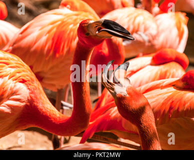 Beautiful group of Caribbean flamingos sunning themselves Stock Photo