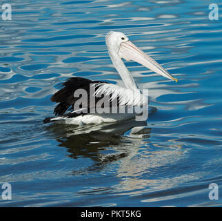 Australian Pelican, Pelecanus conspicillatus, drifting on calm blue water of Clarence River in northern NSW Stock Photo