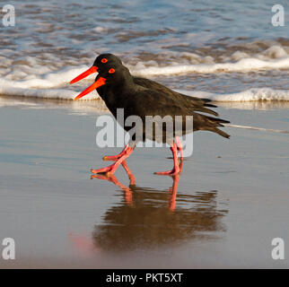 Pair of Sooty oystercatchers with red bills and legs walking side by side in synchronized poses on Australian beach and reflected in shallow water Stock Photo