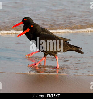 Pair of Sooty oystercatchers with red bills and legs walking side by side in synchronized poses on Australian beach and reflected in shallow water Stock Photo