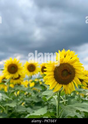 Sunflower field, NY State USA Stock Photo - Alamy