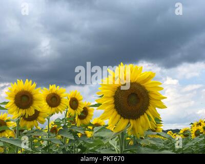 Sunflowers farm in New York State, USA Stock Photo