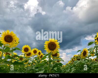 Sunflowers farm in New York State, USA Stock Photo