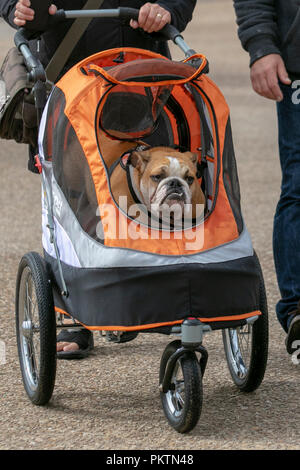 Stan an old disabled grumpy looking dog being wheeled in a pet stroller, push chair rain cover, in Blackpool, Lancashire. 15th Sep 2018. UK Weather. Sunshine & showers as holidaymakers enjoy the attractions of the seaside resort.   Credit:MedialWorldLmages/AlamyLiveNews
