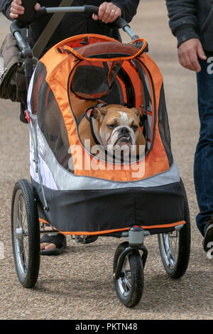 Stan,  an old disabled grumpy looking dog being wheeled in a pet stroller, push chair rain cover in Blackpool, Lancashire.  September 2018. UK Weather. Sunshine & showers as holidaymakers enjoy the attractions of the seaside resort. Stock Photo