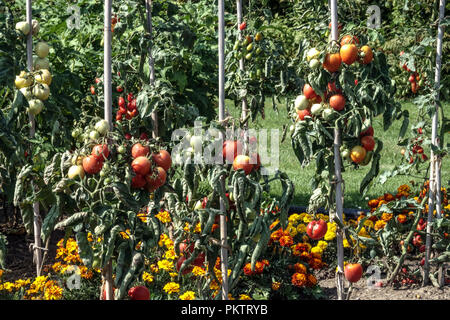 Tomatoes on vine, Marigolds, tomato vine garden Stock Photo